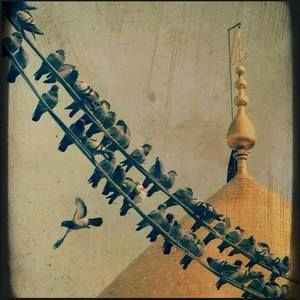 Meet your Posher, Rubab